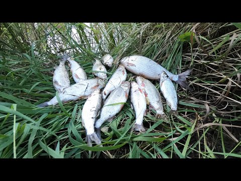 Видео: НАШЛИ МОХТИКА В ЖАРКИХ БУРЕЛОМАХ НА ЗАБЫТОЙ РЫБАКАМИ ТАЁЖНОЙ РЕЧКЕ! ПЕРВАЯ РЫБАЛКА ПОСЛЕ ОТПУСКА!