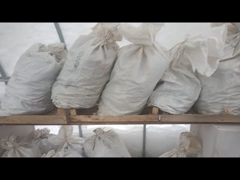 Видео: Компост из листьев в мешках. Без болезней и  вредителей!!!!