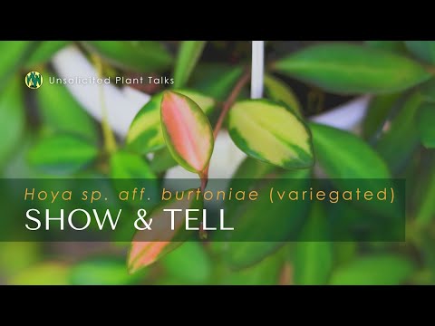 Видео: Поговорим о цвете! Хойя (Hoya sp. aff. burtoniae) (пёстрая) Уход и выращивание | Покажи и расскажи