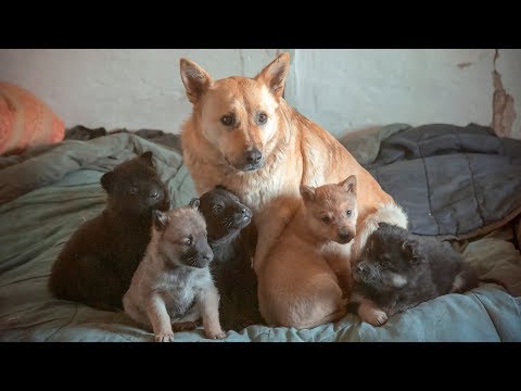 Видео: Собака с щенками охраняет заброшенный дом в котором ее предал хозяин До слез help the puppies