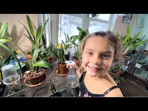 Видео: Мои короли и королевы . Цветение орхидей в январе. Фаленопсис , кловасетум, дендробиум , брассавола