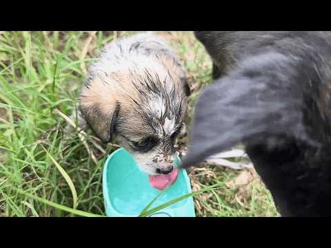 Видео: Под кустами у канавы прятался бездомный щенок, которого внимательная собака показала хозяину.