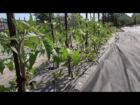 Видео: Высадка томатов в открытый грунт на пленку СВЕТЛИЦА™ ГРУНТ со всеми подробностями.