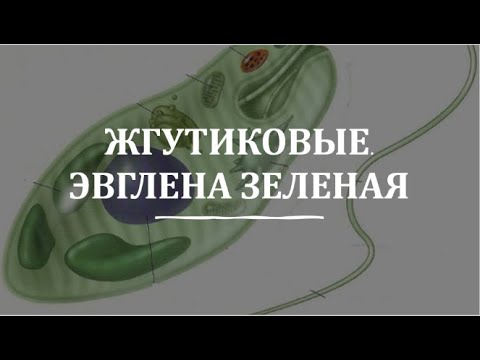Видео: 7. Жгутиковые. Эвглена зеленая