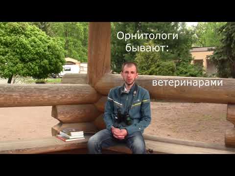 Видео: Что такое орнитология и чем занимаются орнитологи