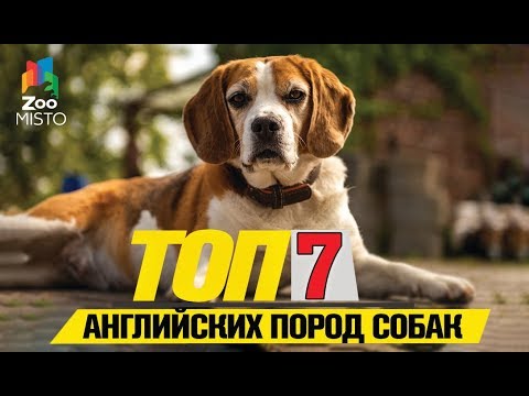 Видео: Топ 7 английских пород собак | Top 7 English Dog Breeds