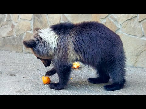 Видео: Кому дыни, кому апельсины! Лейла и Миша делят гостинцы!