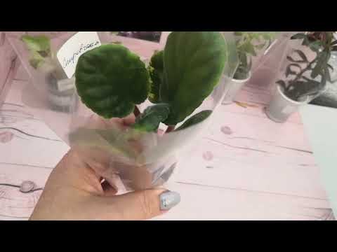 Видео: Мои новинки из Дома фиалки, часть 1 #фиалки #фиалкацветёт #комнатныерастения #комнатныецветы