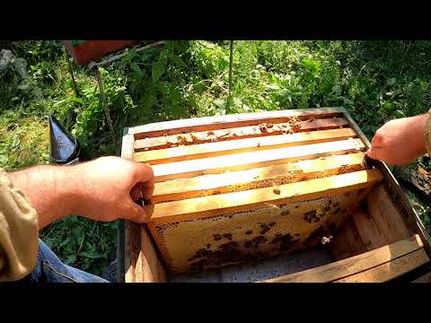 Видео: Скільки меду дають бджоли в корпусному вулику  Сімя слабенька