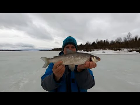 Видео: Давно мы не ловили такой размер / Трофейная рыбалка в апреле / Весенняя рыбалка на хариуса и сига