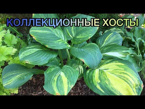 Видео: Коллекционные сорта хост 2022