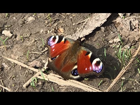 Видео: УГАДАЙ СЛОВО асмр.