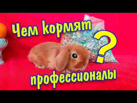 Видео: Чем кормят кроликов профессионалы?
