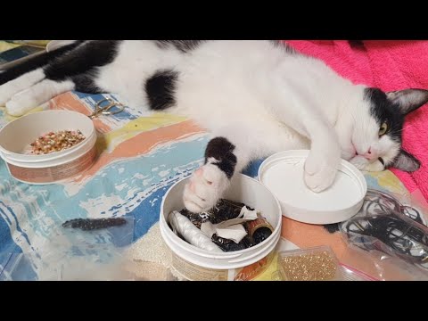 Видео: Ранковий фітнес від Малишечки🐈🐈‍⬛😻