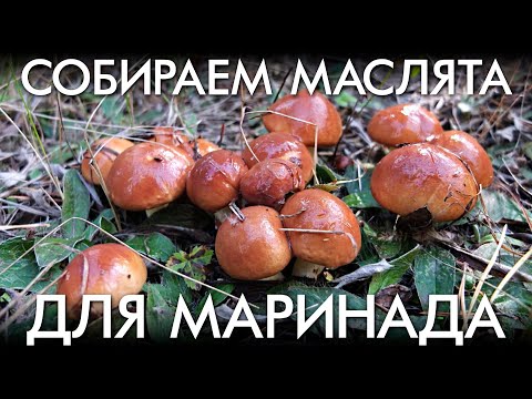 Видео: СОБИРАЕМ МАСЛЯТА ДЛЯ МАРИНАДА