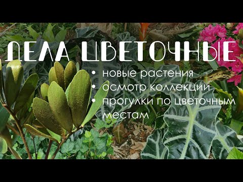 Видео: Дела цветочные: Обхожу коллекцию, пересаживаю и гуляю по зеленым местам.