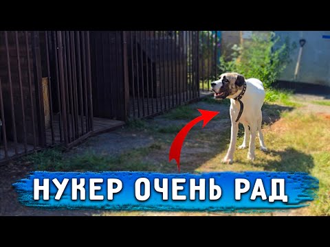 Видео: Перевозим Вольеры на участок. Продаю дом в городе. Что случилось и почему? Новости
