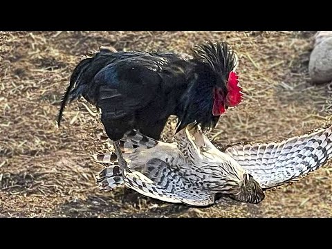 Видео: Не на того напал... Животные выбрали не того противника. Часть 3