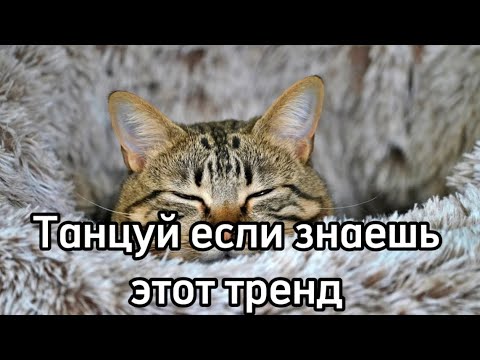 Видео: 😺Танцуй если знаешь этот тренд 2024 года😽