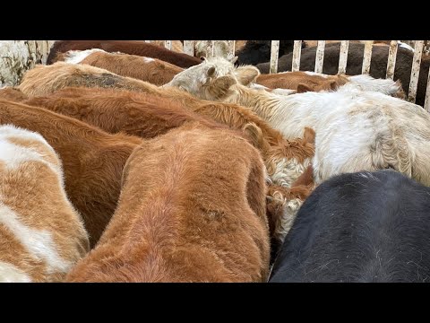 Видео: Новая Партия  бычков Полторашки Как привязываем бычков на цепь