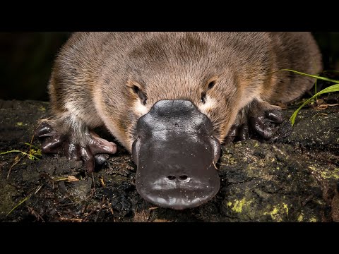 Видео: Утконос. Интересные факты о самом необычном звере.