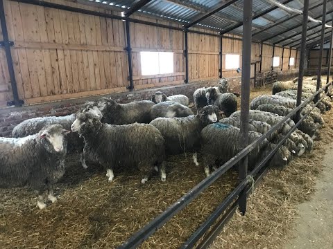 Видео: ОТСЮДА ЕСТЬ ПОШЛА УДМУРТСКАЯ ОВЦА. СПК "Молния" (д. Бобья-Уча, Малопургинский район, Удмуртия)