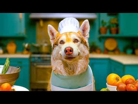 Видео: ПЕРВЫЙ В МИРЕ ХАСКИ ПОВАР! | ОТРАВИЛИ ДЕДА!! | Хаски Бублик Говорящая собака