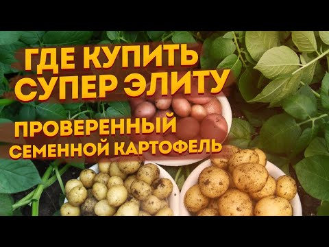 Видео: Где купить урожайный семенной картофель: суперэлита, элита, миниклубни, АгроХарвест