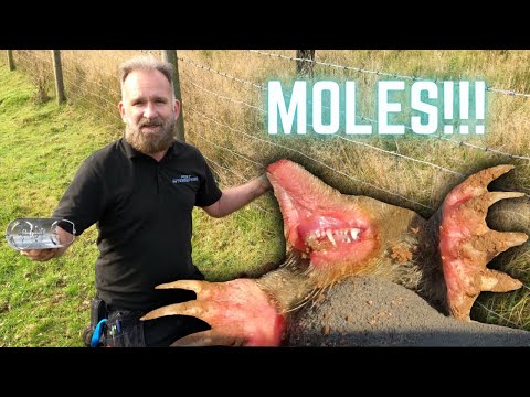 Видео: ЛОВЛЯ КРОТОВ и КАК ПОЙМАТЬ КРОТОВ! Мастер-класс по ловле кротов с помощью туннельных ловушек.