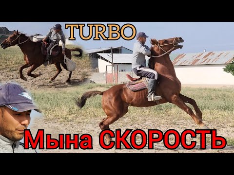 Видео: мына СКОРОСТЬ ат ТУРБО экен го😱 ДАСТАНДА