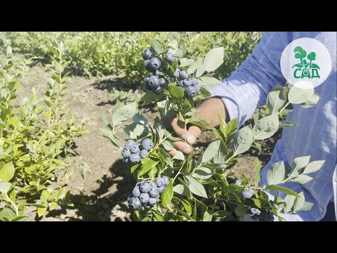 Видео: ГОЛУБИКА САДОВАЯ. ОБЗОР НА САМЫЕ ЛУЧШИЕ СОРТА.