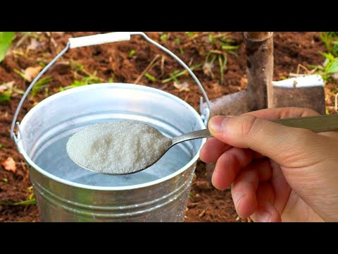 Видео: Чайная ложка на ведро воды и земля как новая! Пролейте этим землю для обильного урожая! 10 рецептов
