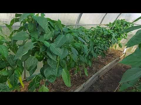 Видео: Результат  подкормки корневой системы огурцов!  Подкормим корневую и у перца,  и у томата!!!
