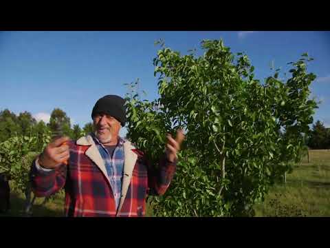 Видео: Обрезка плодовых деревьев весной?