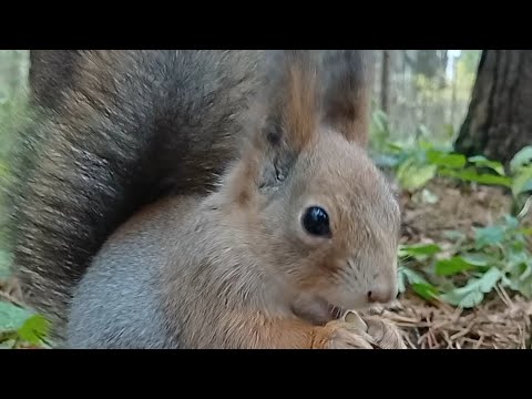 Видео: Из Рук Вкуснее 😋🤗😂/Покормила Белку🥰❤️ #shorts #squirrel #animals #cute #shortvideo #sun #reels #rek