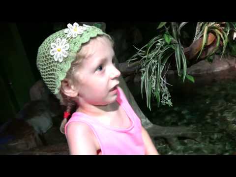 Видео: Отдых в Сочи #1 Идем в ОКЕАНАРИУМ рыбки немо и дори в ОКЕАНАРИУМЕ наш ОБЫЧНЫЙ День в СОЧИ Family Box