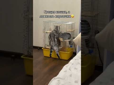 Видео: 🤣 ГРАЦИЯ КОШКИ, А ЛОВКОСТЬ КАРТОШКИ 🤣 #приколы #shorts