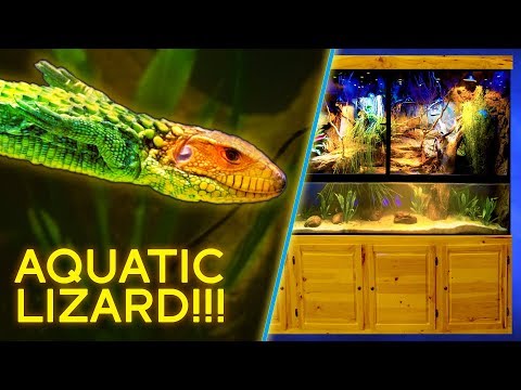 Видео: Водная ящерица — гигантский палюдариум за 7000 долларов