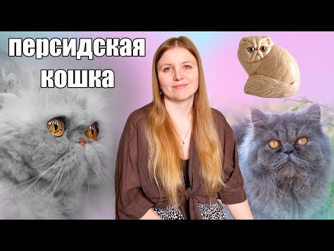 Видео: Персидская кошка. История и особенности породы