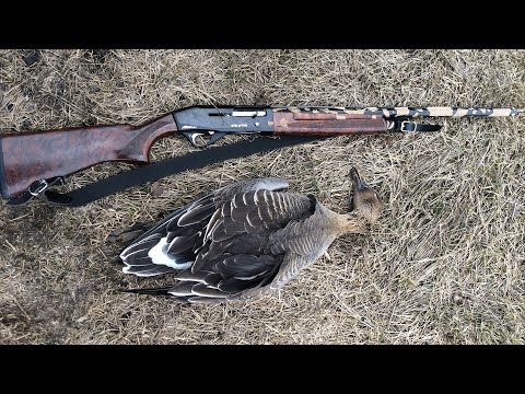 Видео: "Страдания о гусе весеннем" Охота на гуся в Саратовской области