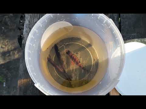 Видео: Озеро Ваневажское Архангельская область.Хитрые щуки не хотят ловиться.