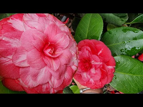 Видео: Камелія японська🌸поради по вирощуванню/Camellia japonica🌸