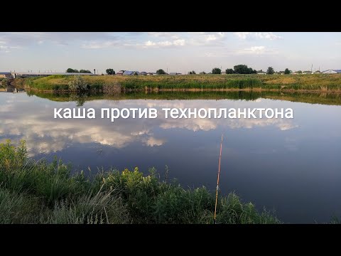 Видео: Хороша каша, но не наша. Рыбалка на толстолоба в Алматы.