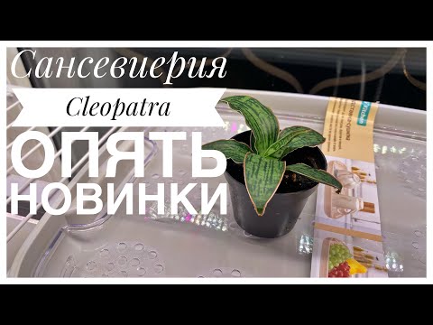 Видео: Будни цветовода | Сансевиерия Cleopatra | Про оконный стеллаж | 17.08.2022г.