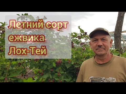 Видео: Летний сорт ежевики Лох-Тей начало плодоношения