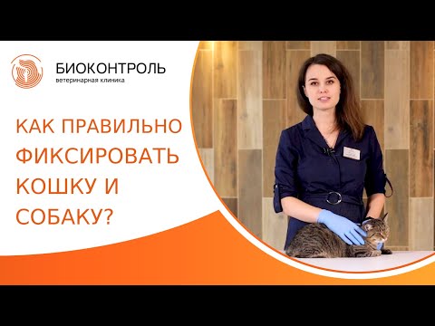 Видео: 🐕 Как правильно фиксировать собаку и кошку? Фиксация собак и кошек. Биоконтроль. 18+