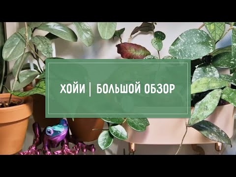 Видео: Все мои ХОЙИ. Большой ОБЗОР.