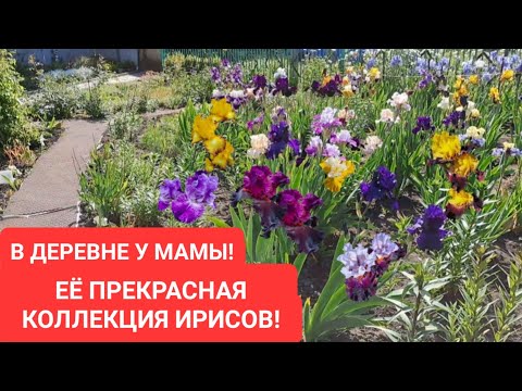 Видео: В ДЕРЕВНЕ У МАМЫ! ЕЁ ПРЕКРАСНАЯ КОЛЛЕКЦИЯ ИРИСОВ И ДРУГИХ РАСТЕНИЙ. ПРИГЛАШАЮ НА ПРОГУЛКУ.