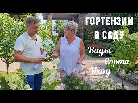 Видео: Какую гортензию выбрать и как за ней ухаживать?