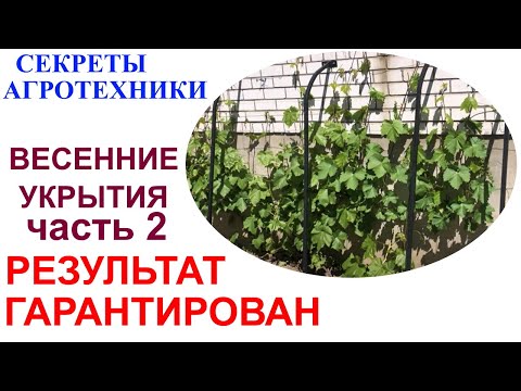 Видео: Результат применения весенних укрытий для винограда или Зачем этот мужик режет плёнки.